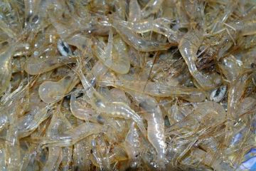 ����� �������� ������������ �������� � �������� ����