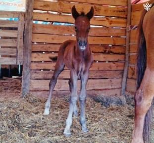 Знакомьтесь: Буцефал! В Скадовском конном клубе родился жеребенок