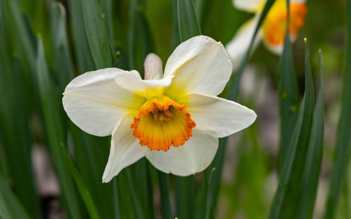 Весна расцветает в Херсоне: дворы и скверы покрываются яркими цветами, но радоваться им почти некому Весна расцветает в Херсоне: дворы и скверы покрываются яркими цветами, но радоваться им почти некому