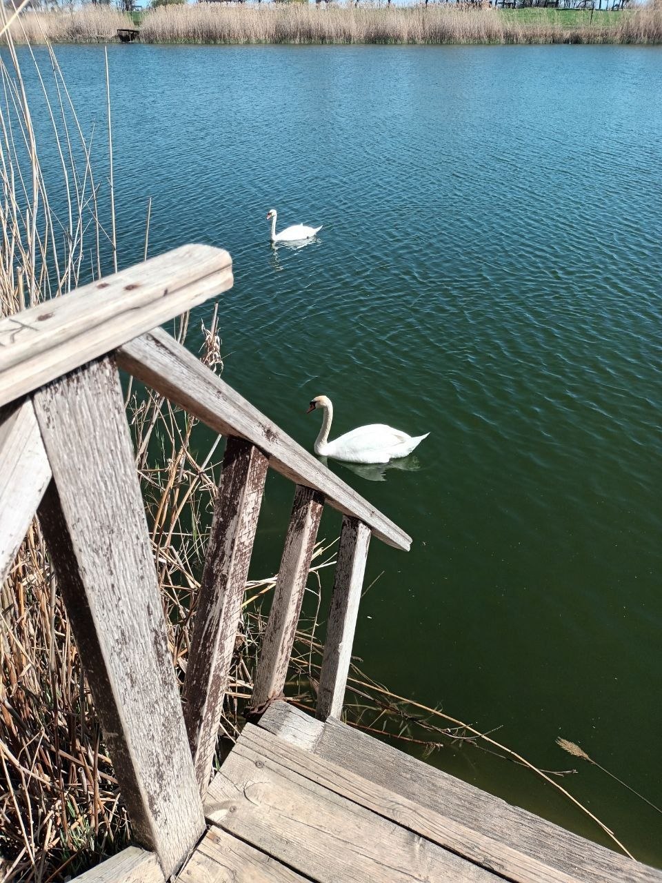 Надежда Бабешко: С приходом весны на спокойной водной глади Ивановского пруда поселилась пара белых лебедей - величественных, светлых и трогательных в своей естественной красоте