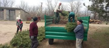 Херсонская область передала ЛНР 60 тысяч сеянцев сосны крымской