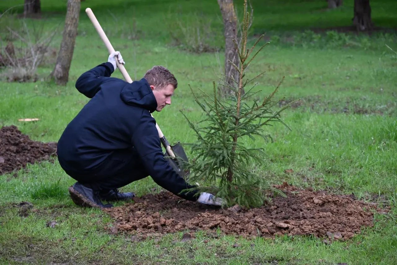 В Скадовске высадили 182 молодых ели в парке «Молодёжный» В Скадовске высадили 182 молодых ели в парке «Молодёжный»