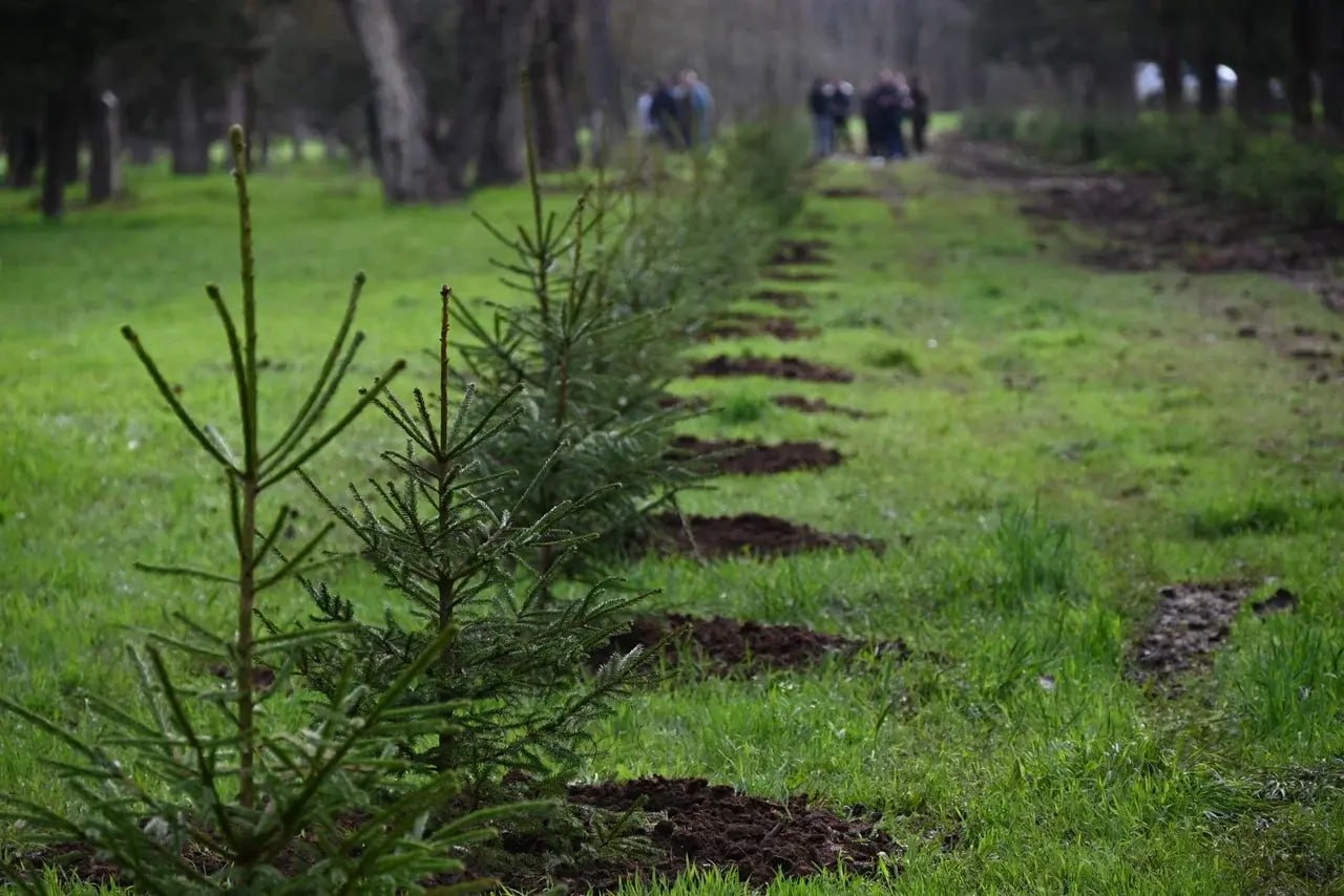 В Скадовске высадили 182 молодых ели в парке «Молодёжный» В Скадовске высадили 182 молодых ели в парке «Молодёжный»