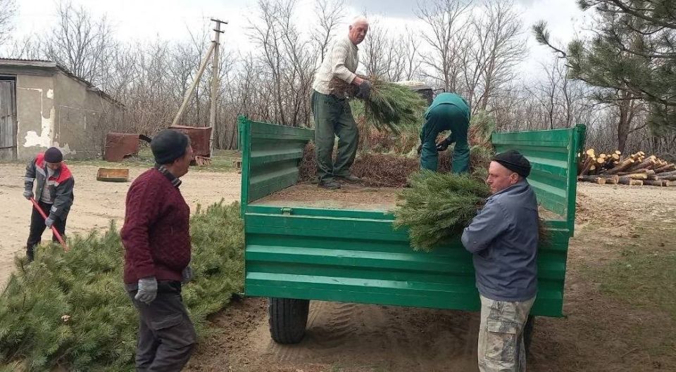Скадовск стал зеленее. В парке «Молодёжный» высадили 182 молодые ели Скадовск стал зеленее. В парке «Молодёжный» высадили 182 молодые ели