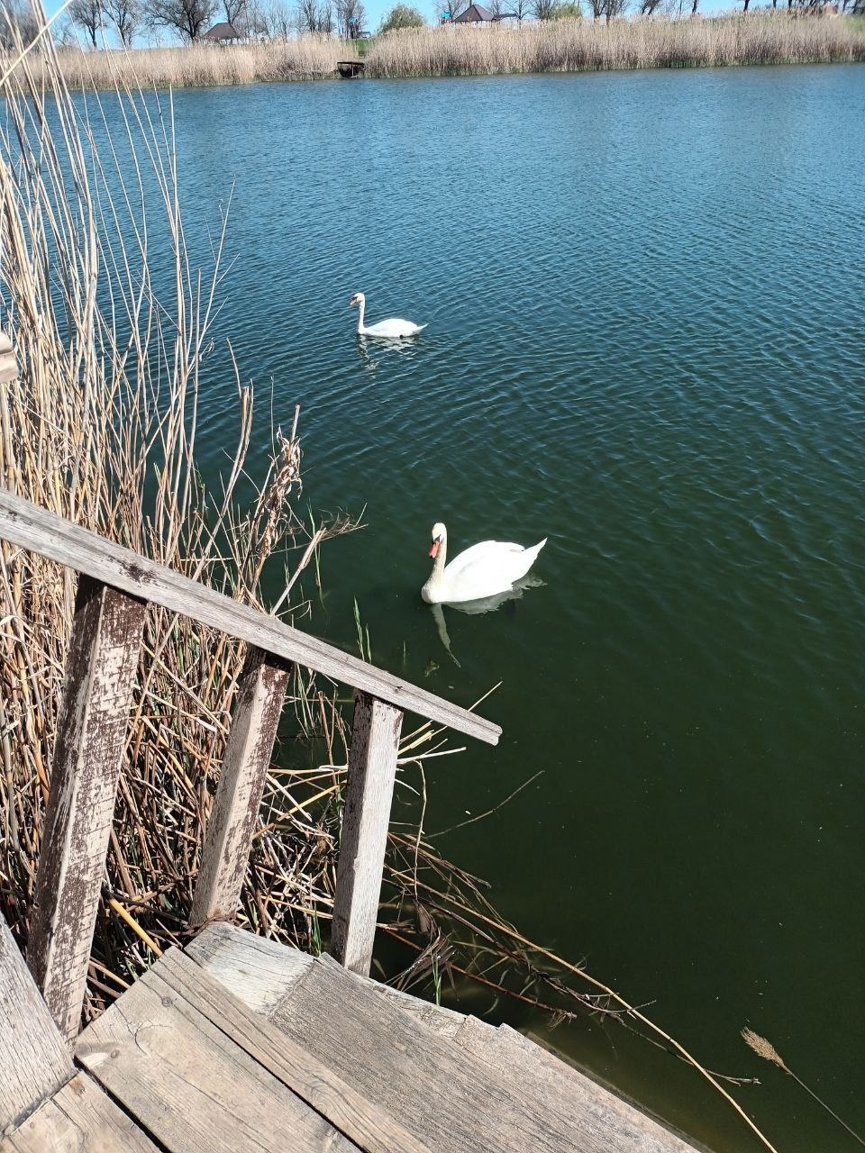 Надежда Бабешко: С приходом весны на спокойной водной глади Ивановского пруда поселилась пара белых лебедей - величественных, светлых и трогательных в своей естественной красоте Надежда Бабешко: С приходом весны на спокойной водной глади Ивановского пруда поселилась пара белых лебедей - величественных, светлых и трогательных в своей естественной красоте