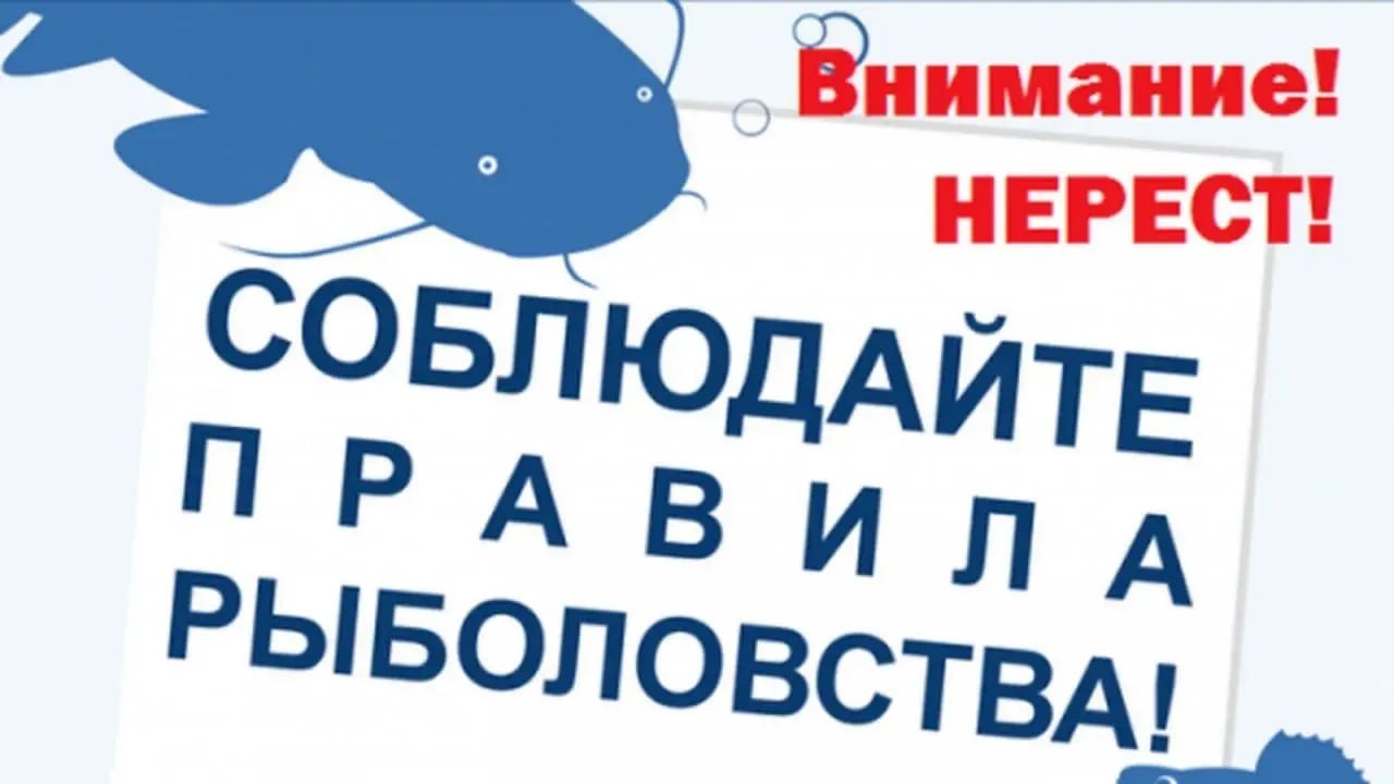 С 1 апреля по 31 мая 2026 года в России действует нерестовый запрет