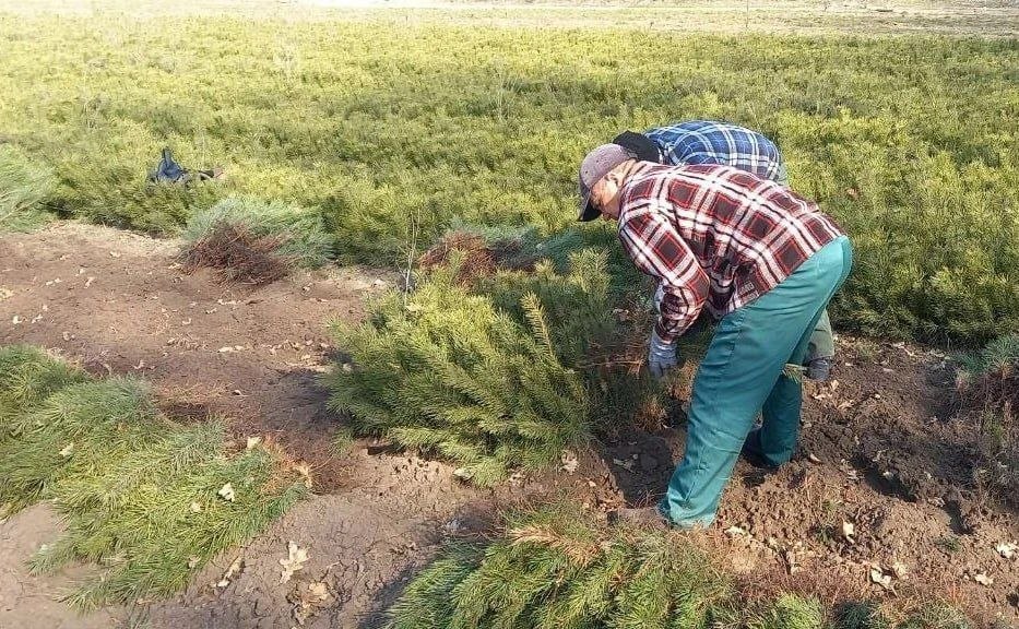 Херсонская область отправила 60 тысяч сосен на подмогу ЛНР