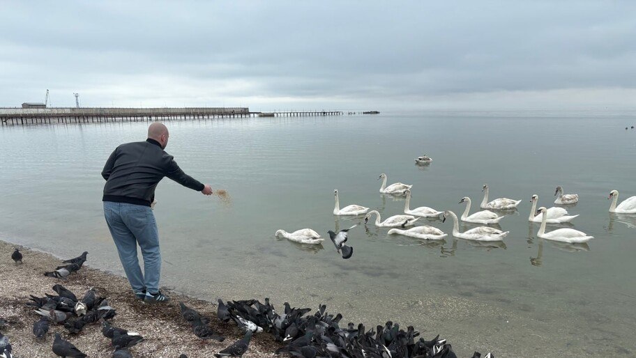 Сотрудники природного парка «Джарылгач» провели зимнюю подкормку лебедей в Скадовске