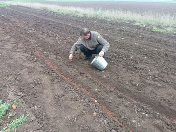 В Новотроицком хозяйстве посеяли сумах оленерогий