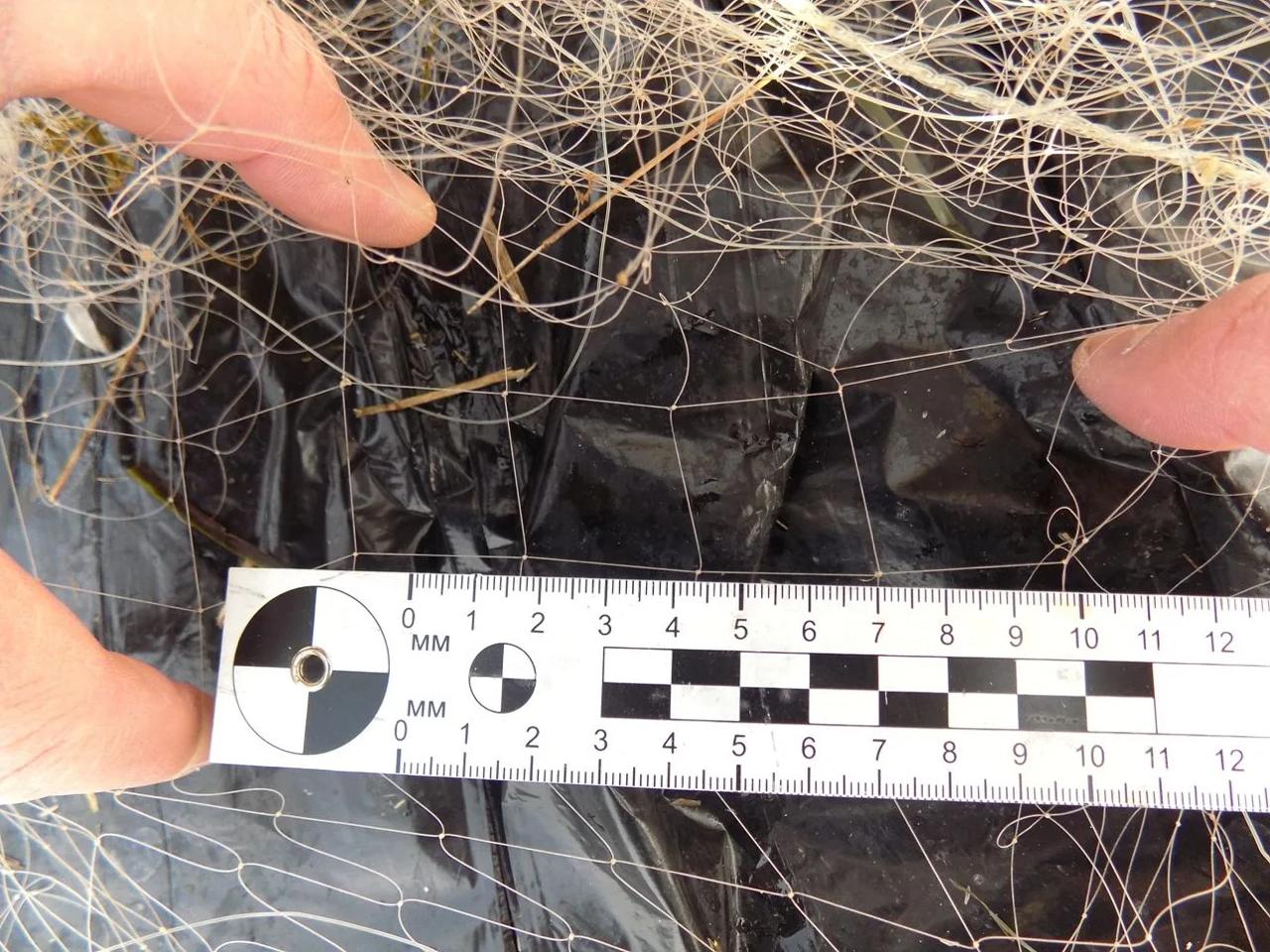 В Херсонской области транспортные полицейские пресекли несколько случаев браконьерства в рамках операции "Путина" В Херсонской области транспортные полицейские пресекли несколько случаев браконьерства в рамках операции "Путина"