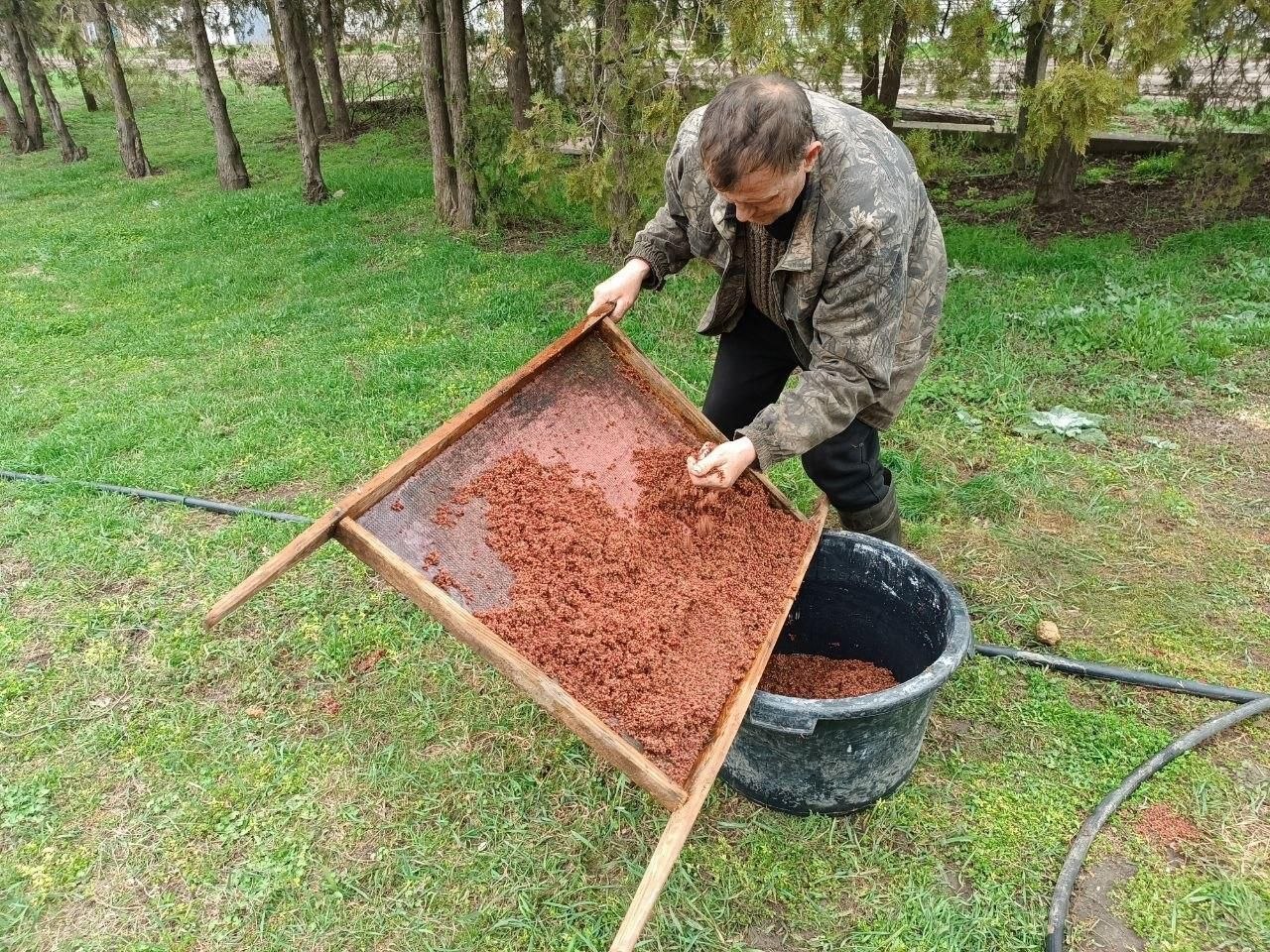 В Новотроицком хозяйстве посеяли сумах оленерогий В Новотроицком хозяйстве посеяли сумах оленерогий