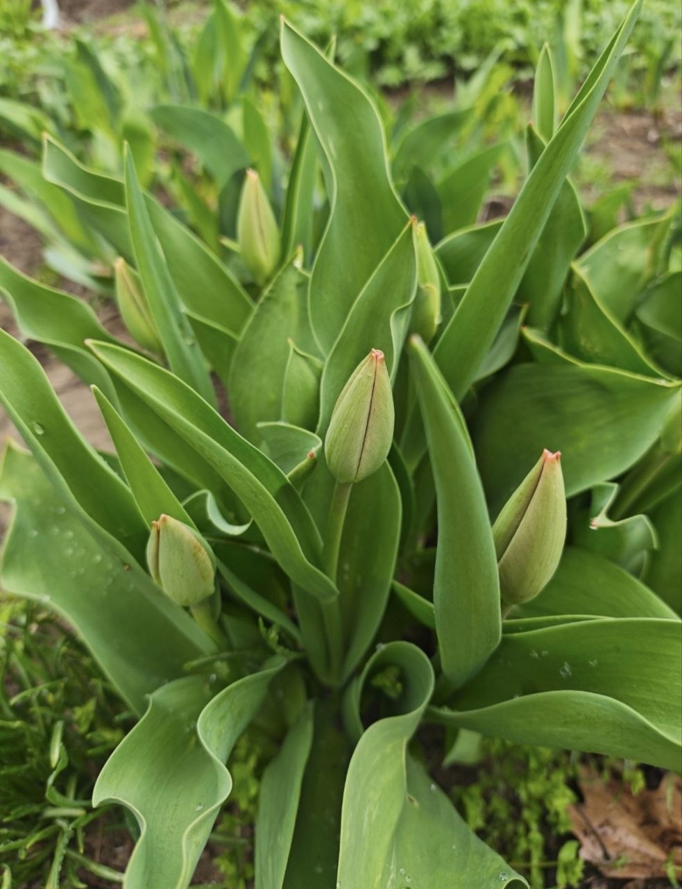 Доброго утра, друзья!. Вот и наступил новый день Доброго утра, друзья!. Вот и наступил новый день