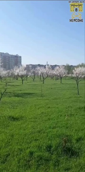 Абрикосы массово зацвели в Херсонской области