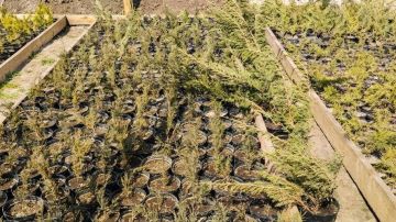 ���������� ������ ������� ����� ���������� ����������� ��������