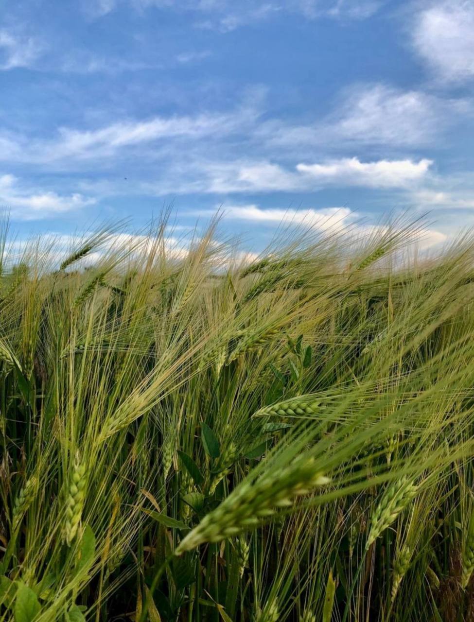 Доброе утро, Херсонщина!. В степи под Херсоном есть в мареве сонном кружащая голову грусть