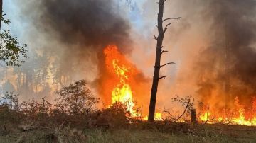 Число природных пожаров в Херсонской области пока вдвое меньше прошлогоднего уровня