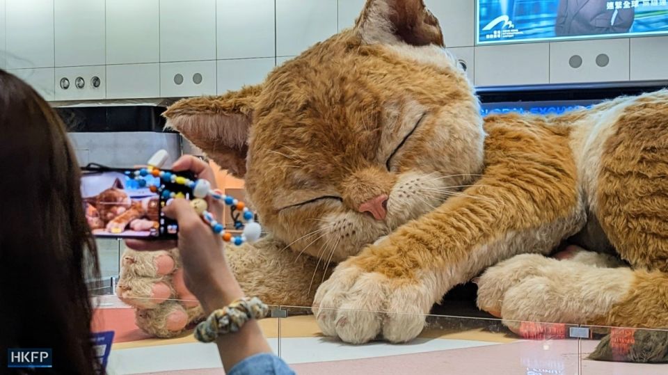 В аэропорту Гонконга появился спящий «котзилла» В аэропорту Гонконга появился спящий «котзилла»