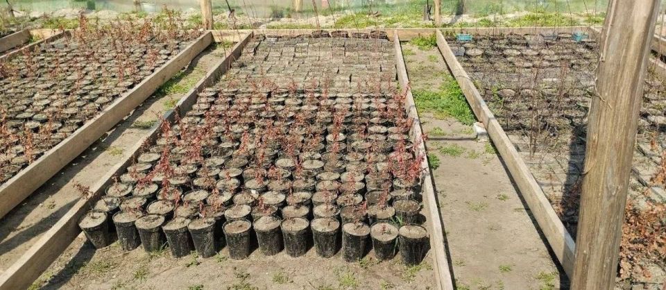 Скадовский лесхоз перешёл на современную технологию выращивания саженцев Скадовский лесхоз перешёл на современную технологию выращивания саженцев
