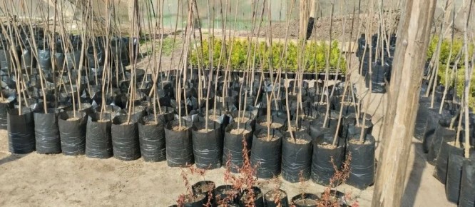 ���������� ������ �������� ����������� ���������� ����������� ��������