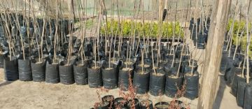 ���������� ������ ������� �� ����������� ���������� ����������� ��������