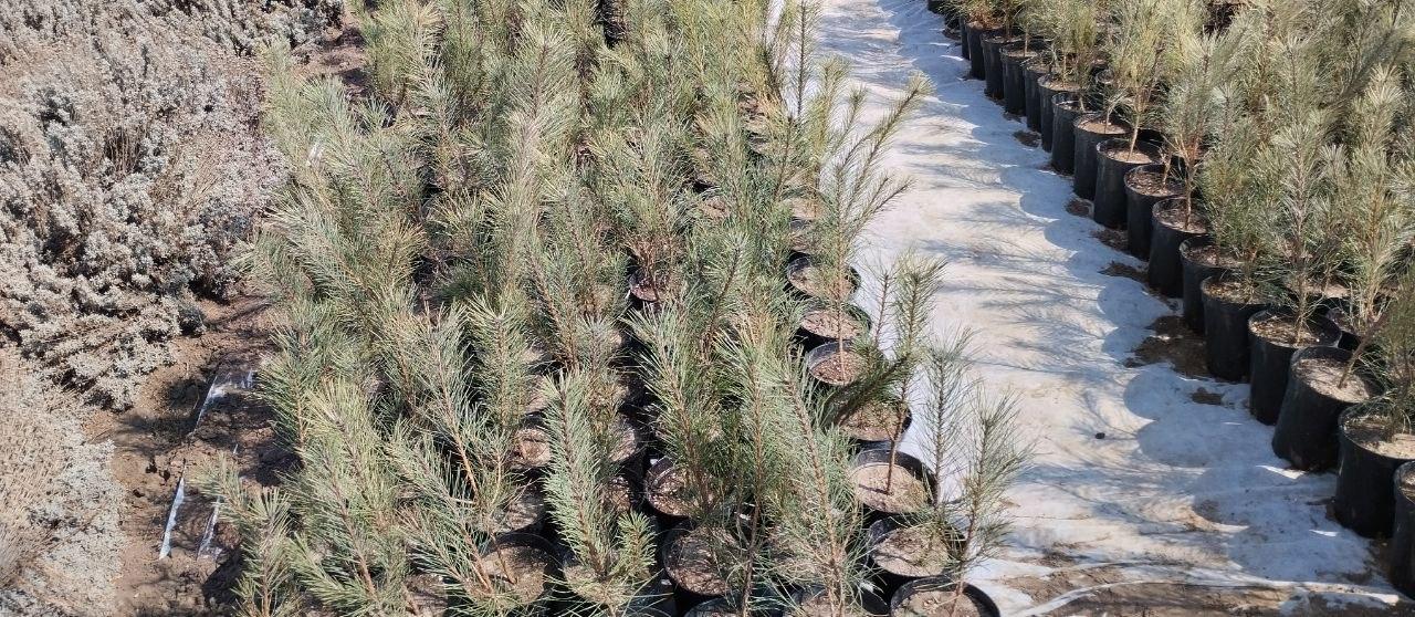 Скадовский лесхоз внедряет современные технологии выращивания саженцев Скадовский лесхоз внедряет современные технологии выращивания саженцев