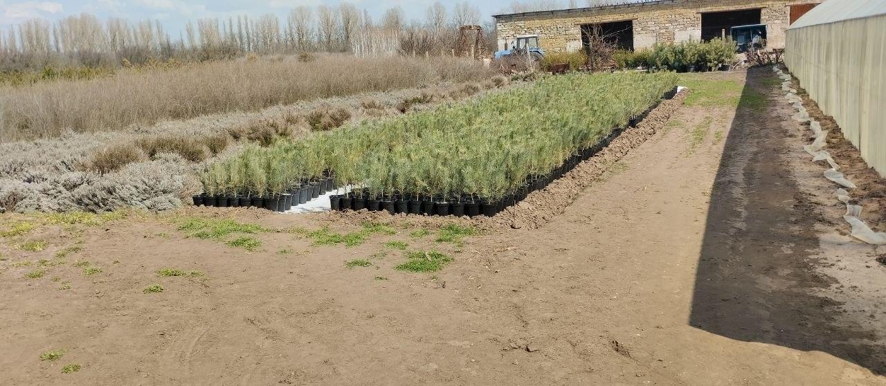 Скадовский лесхоз внедряет современные технологии выращивания саженцев Скадовский лесхоз внедряет современные технологии выращивания саженцев