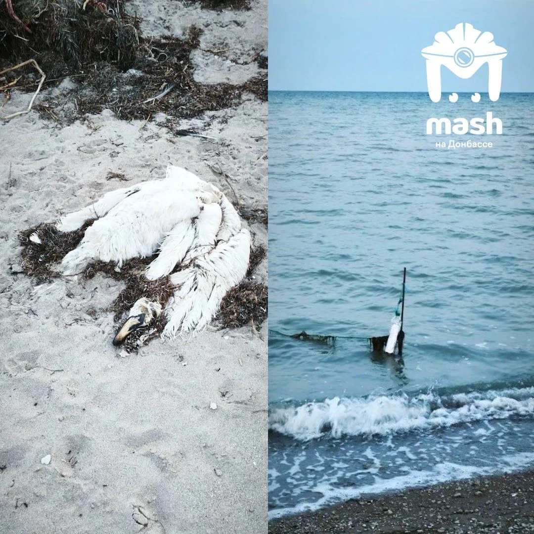 Десятки погибших лебедей нашли на пляже возле Геническа Десятки погибших лебедей нашли на пляже возле Геническа