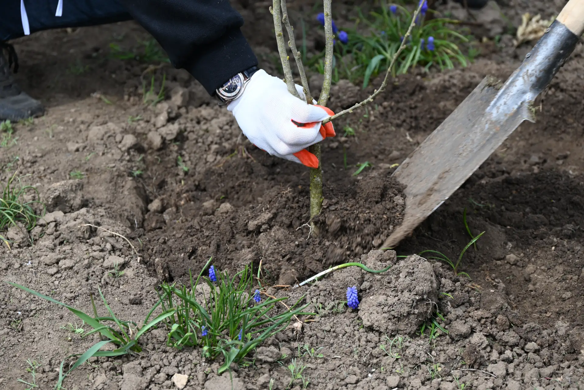 Цветущая память: 50 гибискусов высадили в Чаплинском парке Цветущая память: 50 гибискусов высадили в Чаплинском парке