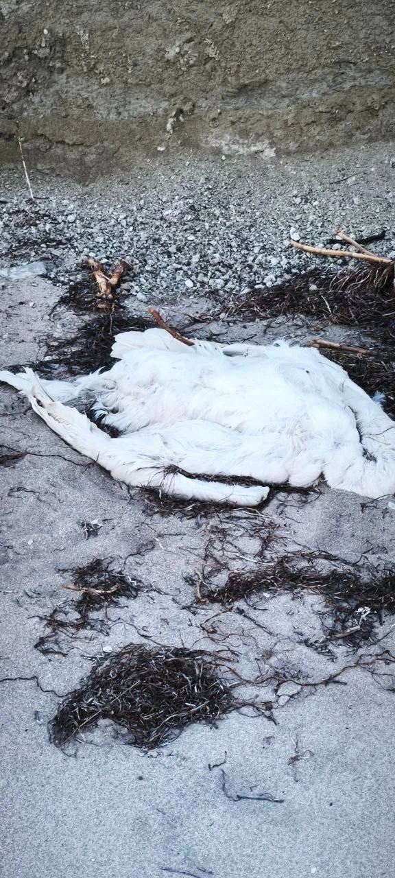 Нам пишут жители Геническа