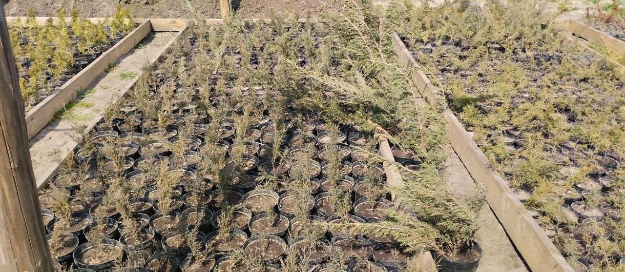 Скадовский лесхоз внедряет современные технологии выращивания саженцев Скадовский лесхоз внедряет современные технологии выращивания саженцев