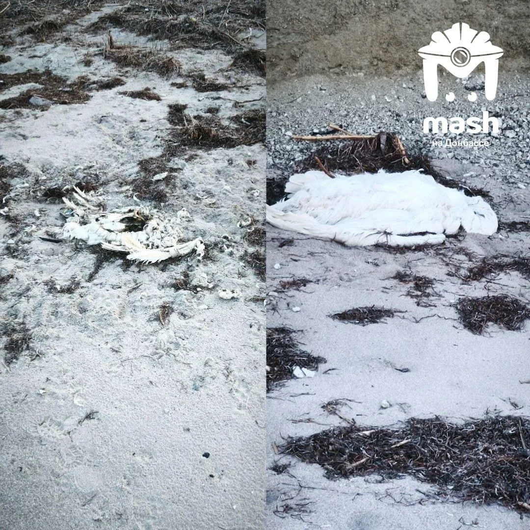 Десятки погибших лебедей нашли на пляже возле Геническа Десятки погибших лебедей нашли на пляже возле Геническа