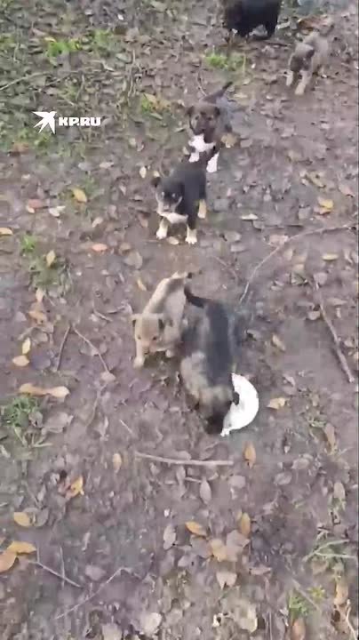 «Шел-шел я по лесу и вдруг вижу щенков»: Штурмовик «Амур» показал питомцев, живущих в солдатском блиндаже