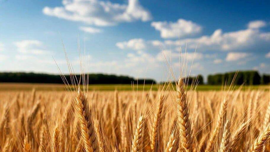 Аграрии Херсонской области перешли на семена отечественной селекции