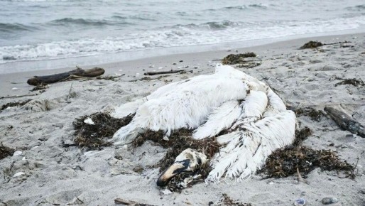 ����������� ���������� ����������� ���������� ������� �������� �� ����� ������ ������� � ���������� ���� ���������