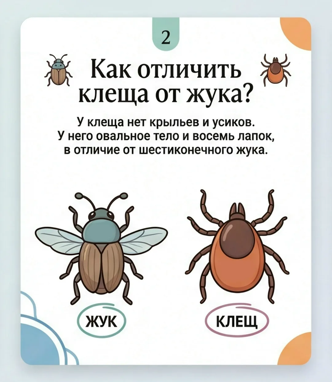 Что важно знать о клещах. В теплый период возрастает риск встречи с клещами Что важно знать о клещах. В теплый период возрастает риск встречи с клещами