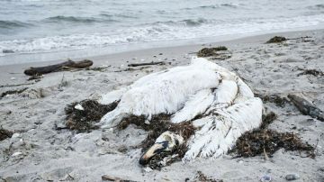 ���������� �������� �������� �� ����� ������ ������� � ���������