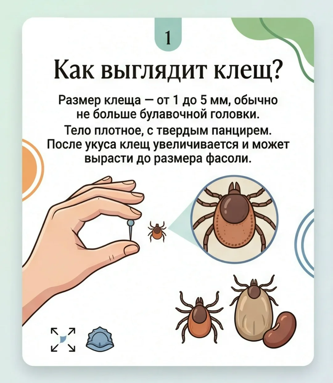 Что важно знать о клещах. В теплый период возрастает риск встречи с клещами