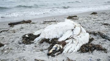 ����������� ���������� ����������� ���������� ������� �������� �� ����� ������ ������� � ���������� ���� ���������