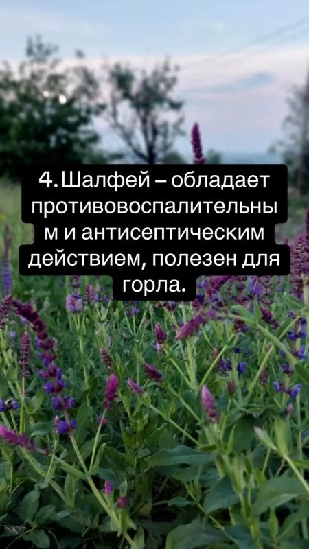 10 трав для здоровья: иммунитет, энергия и спокойствие 10 трав для здоровья: иммунитет, энергия и спокойствие