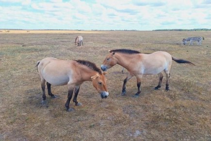 ������ ������������� ������� ������ ���������� � ���, ��� � ����������