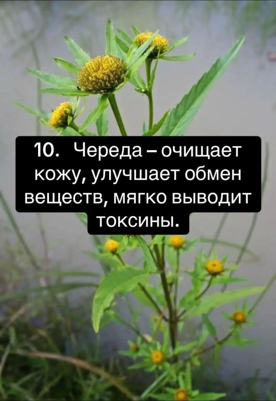 10 трав для здоровья: иммунитет, энергия и спокойствие 10 трав для здоровья: иммунитет, энергия и спокойствие