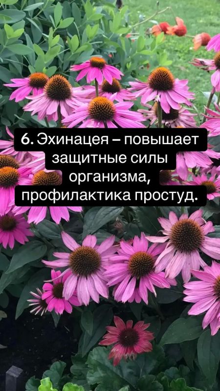 10 трав для здоровья: иммунитет, энергия и спокойствие 10 трав для здоровья: иммунитет, энергия и спокойствие