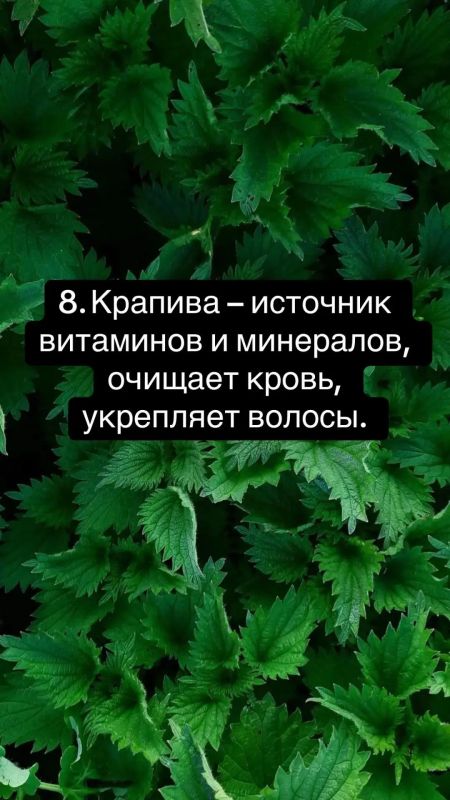 10 трав для здоровья: иммунитет, энергия и спокойствие 10 трав для здоровья: иммунитет, энергия и спокойствие