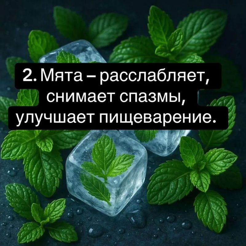 10 трав для здоровья: иммунитет, энергия и спокойствие 10 трав для здоровья: иммунитет, энергия и спокойствие