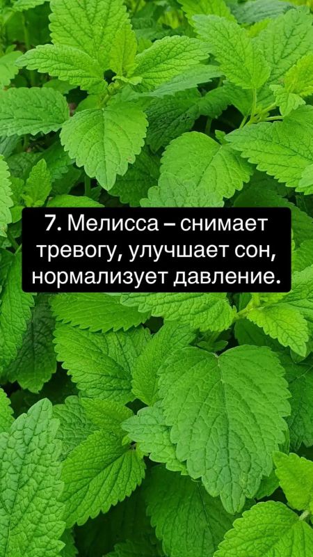 10 трав для здоровья: иммунитет, энергия и спокойствие 10 трав для здоровья: иммунитет, энергия и спокойствие