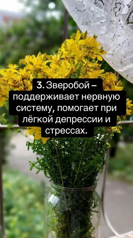 10 трав для здоровья: иммунитет, энергия и спокойствие 10 трав для здоровья: иммунитет, энергия и спокойствие