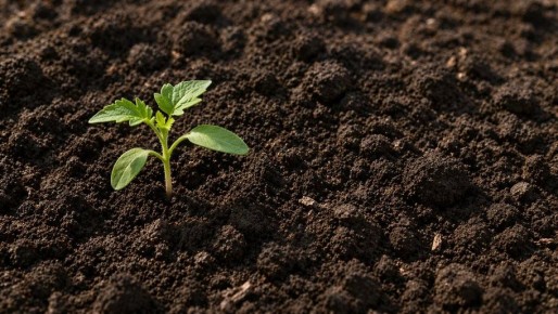 ������, �����������, �������������: �������� ����������, ��� ���������� ��� �����