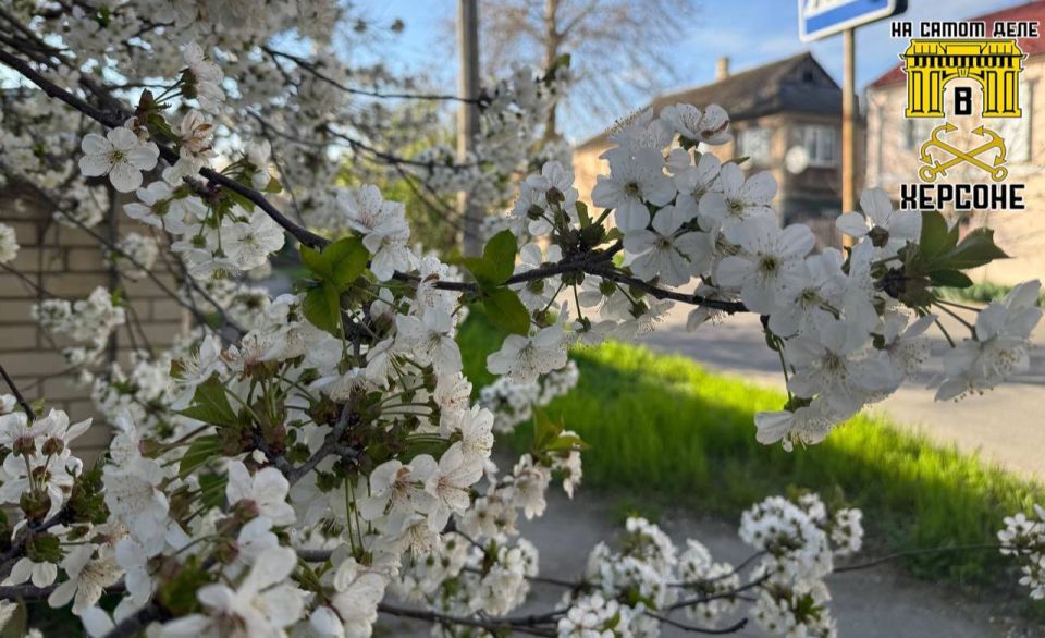 Белый цвет и весеннее солнце на Черноморской в Херсоне