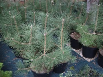 ���������� ������������� ��������� �������� ����������� ������� 60 000 ������� ����� �������� ��� ���������� �������