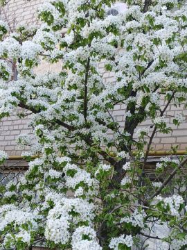 � ���������� �������, �������� �� �������� �������, ������ ���������-�����